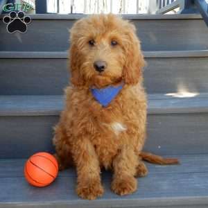 Kole, Mini Goldendoodle Puppy